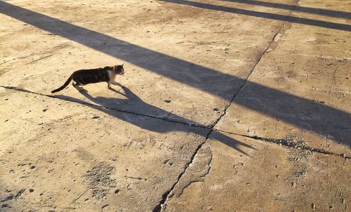 High angle view of dog on footpath