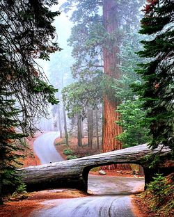 Fallen tree on empty road