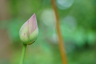 Close-up of lily blooming outdoors