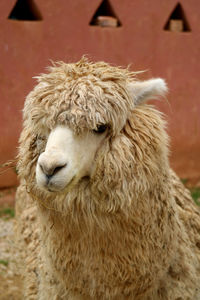 Close-up of a white llama eating at the village of chinchero, urubamba, cusco region, peru