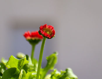 Close-up of red flowering plant