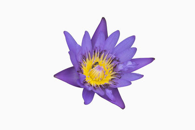 Close-up of purple flower against white background