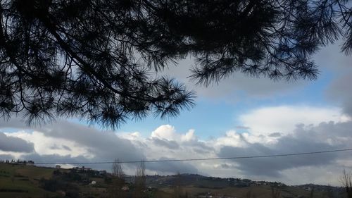 Low angle view of trees against sky