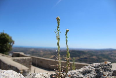 Close-up of plant against clear blue sky