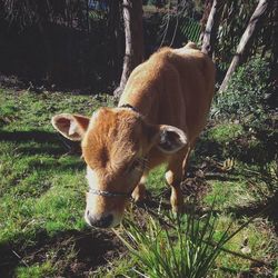 Dog on grass