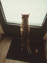 High angle view of cat looking through window at home