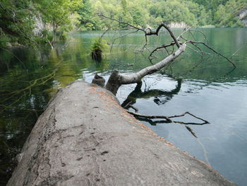 Fallen tree by lake in forest