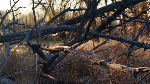 Close-up of bare tree in forest