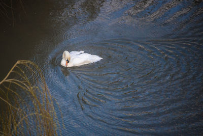 High angle view of bird swimming in lake