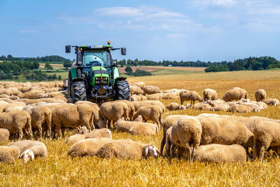 View of sheep in farm