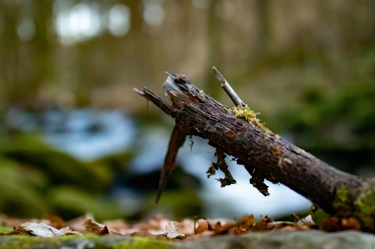 CLOSE-UP OF INSECT ON TREE BRANCH