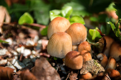 Close-up of mushrooms