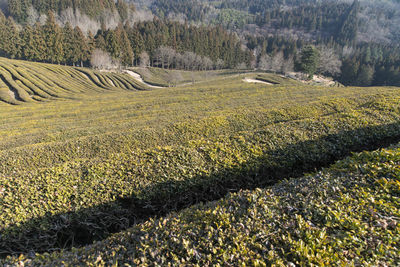 Full frame shot of green tea farm