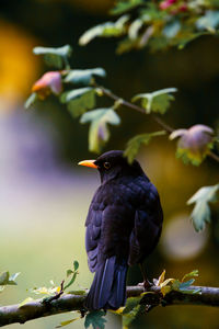 Close-up of bird perching on branch