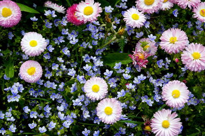 High angle view of white daisy flowers