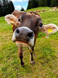 Cow standing in field