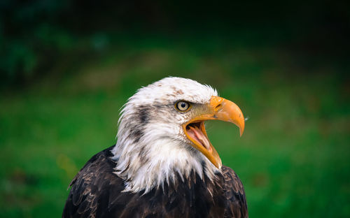 Close-up of bald eagle looking away