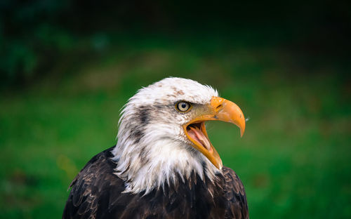 Close-up of bird