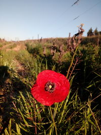 Close-up of red poppy in field