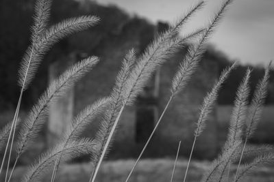 Close-up of stalks in field