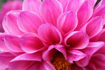 Full frame shot of pink flowers