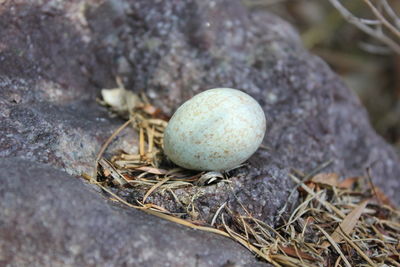 Close-up of egg on rock