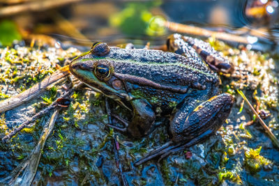 Close-up of frog in water