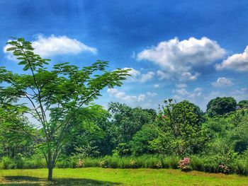 Trees growing on field against sky