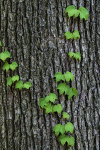 Close-up of ivy growing on tree trunk