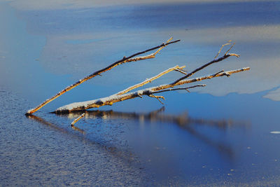 Dead plant in lake against sky during winter