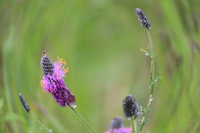 Purple prairie clover