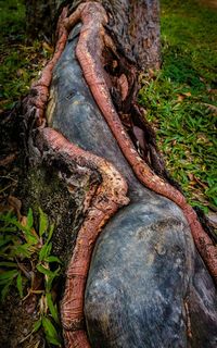 Close-up of tree trunk in forest