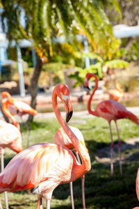 Pink caribbean flamingo, phoenicopterus ruber, in the middle of flock flamingos during breeding 