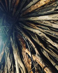 Full frame shot of tree trunk