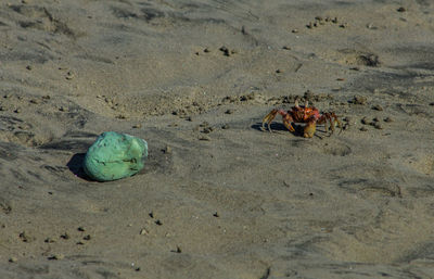 High angle view of crab on sand