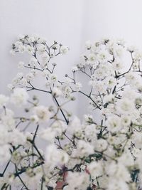 Close-up of white flowers