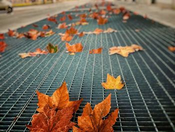 High angle view of maple leaves on footpath during autumn