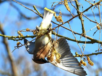 Low angle view of a bird on tree