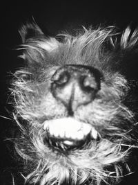 Close-up of cat
