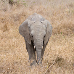 Portrait of elephant