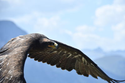 Low angle view of eagle flying