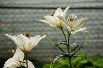 Close-up of white flowering plant