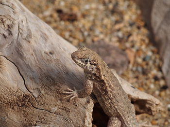 Close-up of gecko lizard on tree trunk