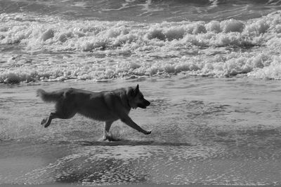 Dog running on beach