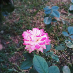 Close-up of pink flower blooming outdoors