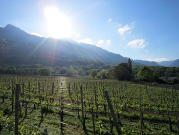 Scenic view of vineyard against sky