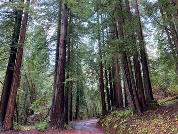 Walkway amidst trees in forest