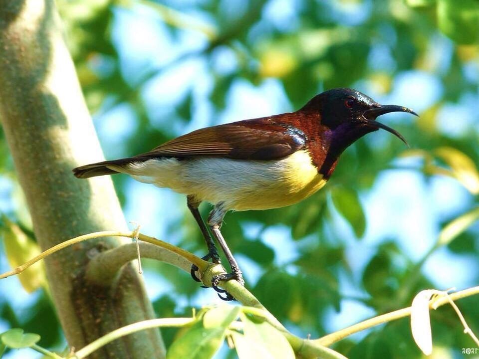 animal themes, bird, animals in the wild, one animal, nature, perching, tree, close-up, no people, animal wildlife, day, outdoors, low angle view, growth, beauty in nature, great tit, sparrow