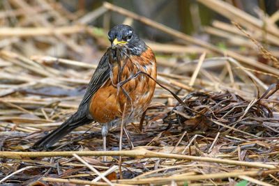 Close-up of bird perching on nest