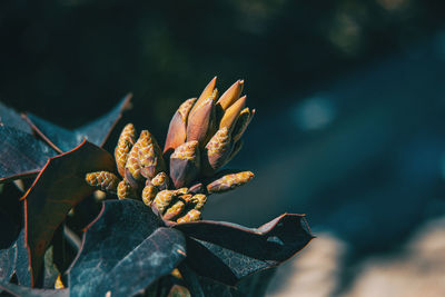 Close-up of wilted plant